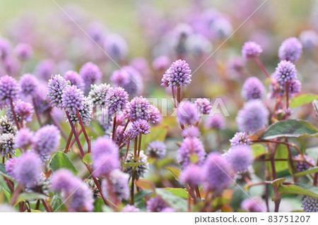 Pink knotweed as cute as konpeito Pink knotweed as cute as konpeito 83751207