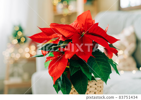 Beautiful poinsettia in wicker pot, gifts and space for text on blurred holiday decoration background. Traditional Christmas star flower. Beautiful poinsettia in wicker pot, gifts and space for text on blurred holiday decoration background. Traditional Christmas star flower. 83751434