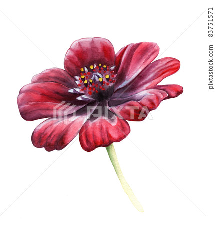 watercolor drawing of a dark red flower - chocolate kosmeya Latin name - Cosmos atrosanguineus watercolor drawing of a dark red flower - chocolate kosmeya Latin name - Cosmos atrosanguineus 83751571