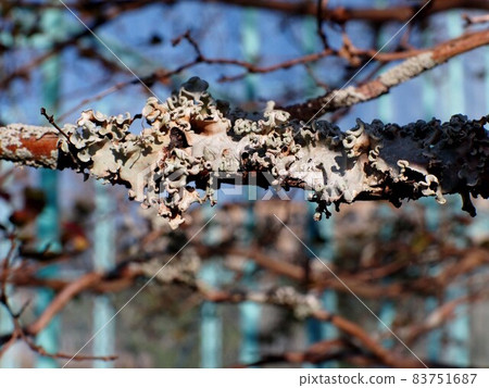 Parmotrema tinctorum on a branch of crape myrtle (plum tree moss in the morning sun) 83751687