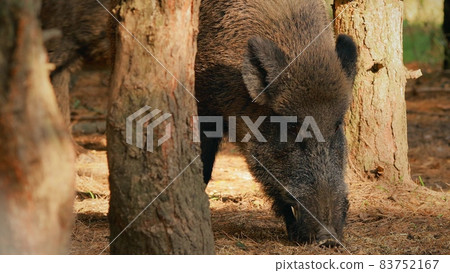 Wild Boar Or Sus Scrofa, Also Known As The Wild Swine, Eurasian Wild Pig Feeding In Autumn Forest. Wild Boar Is A Suid Native To Much Of Eurasia 83752167
