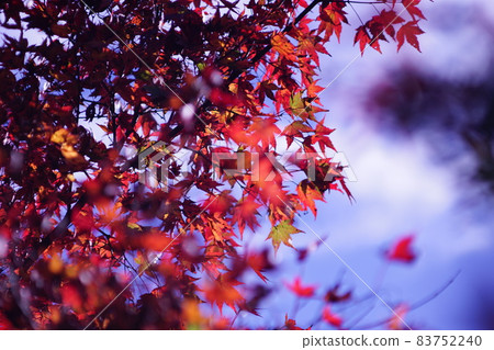 高源寺的秋葉：紅橙楓的透射光 83752240