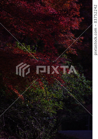 Autumn leaves of Kogenji Temple Red and green maple along the road Autumn leaves of Kogenji Temple Red and green maple along the road 83752242