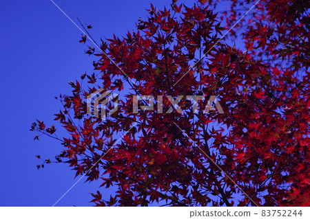 高源寺的紅葉開始落下 83752244