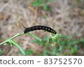 Theretra oldenlandia 幼蟲 83752570