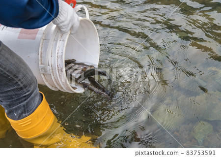 [山間鱒魚向中津川的排放] 83753591