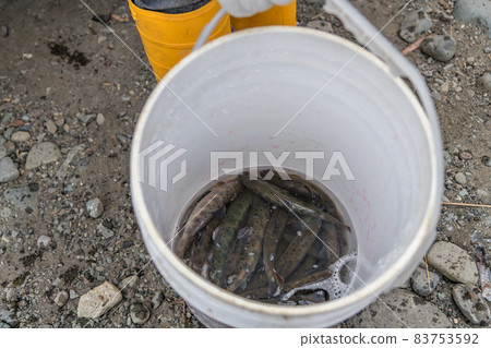 [山間鱒魚向中津川的排放] 83753592
