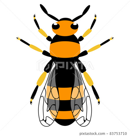 Wasp icon. Bee icon. Honey bee or wasp. Insect color wasp. A stinging insect. Flat design Wasp icon. Bee icon. Honey bee or wasp. Insect color wasp. A stinging insect. Flat design 83753710
