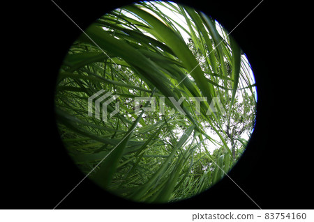 Forest from under the grass. Circular fisheye landscape. The world through the eyes of a little animal Forest from under the grass. Circular fisheye landscape. The world through the eyes of a little animal 83754160