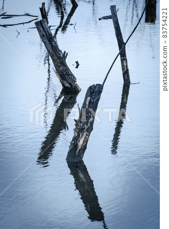 Night silhouettes of dry branches bending out of the lake and their reflections in the water Night silhouettes of dry branches bending out of the lake and their reflections in the water 83754221