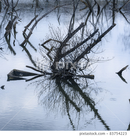 Dry branches and their reflections in blue water Dry branches and their reflections in blue water 83754223