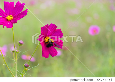 Bees approaching cosmos 83754231