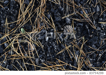 A pine cone on the black coals of an old fire sprinkled with pine needles 83754299