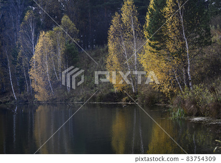 An autumn forest lake with a dark coniferous forest and bright yellow birches reflected in the water 83754309