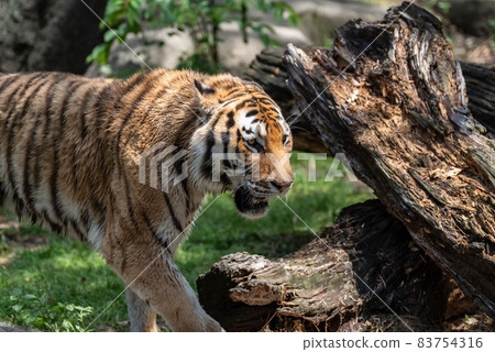 Amur Tora Amur Tora 83754316