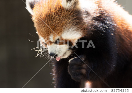 cute red panda cute red panda 83754335