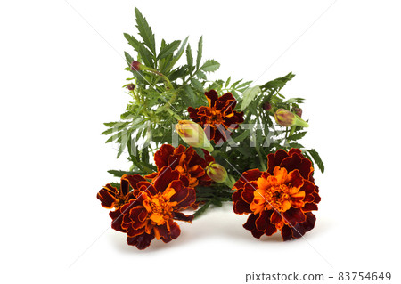 Marigolds isolated on white 83754649