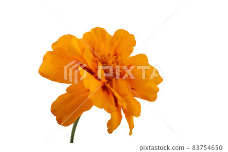 Growing marigold isolated on white 83754650