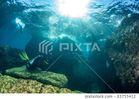 Macho male big sea lion underwater looking at you 83755412
