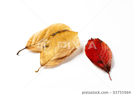 Autumn leaves fallen leaves 83755984