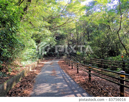 櫻山散步道 櫻山散步道 83756016