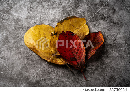 Autumn leaves fallen leaves Autumn leaves fallen leaves 83756034