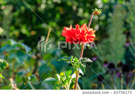 Beautiful dahlia in the garden 83756173