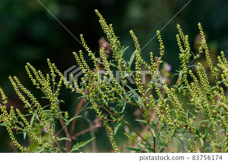 Ragweed plants (Ambrosia artemisiifolia) causing allergy 83756174