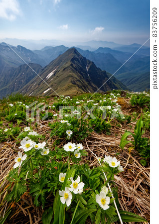 谷川山脈和仙倉山的白山一社區和惠比壽大黑之頭 谷川山脈和仙倉山的白山一社區和惠比壽大黑之頭 83756209
