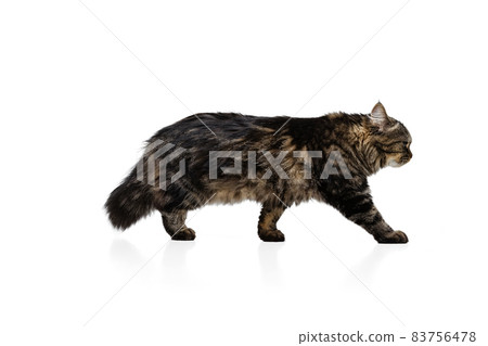 Full-length portrait of adorable gray color Siberian cat posing isolated on white studio background. Animal life concept Full-length portrait of adorable gray color Siberian cat posing isolated on white studio background. Animal life concept 83756478