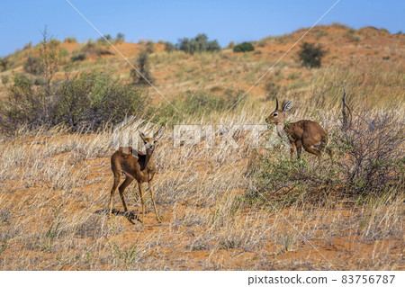 Steenbok in Kruger National park, South Africa 83756787