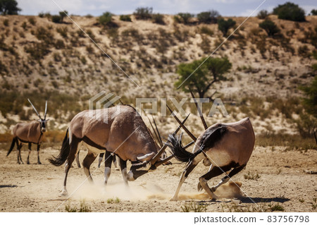 South African Oryx in Kgalagadi transfrontier park, South Africa 83756798