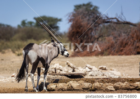 South African Oryx in Kgalagadi transfrontier park, South Africa 83756800