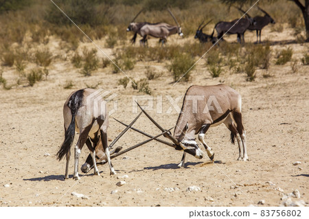 South African Oryx in Kgalagadi transfrontier park, South Africa South African Oryx in Kgalagadi transfrontier park, South Africa 83756802