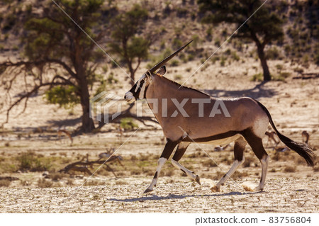 South African Oryx in Kgalagadi transfrontier park, South Africa 83756804