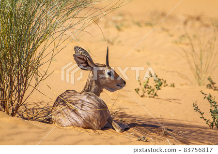 Steenbok in Kruger National park, South Africa 83756817