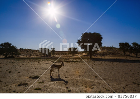 Springbok in Kgalagadi transfrontier park, South Africa Springbok in Kgalagadi transfrontier park, South Africa 83756837