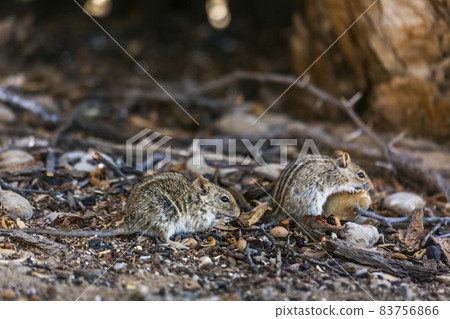 Rhabdomys in Kgalagadi transfrontier park, South Africa 83756866