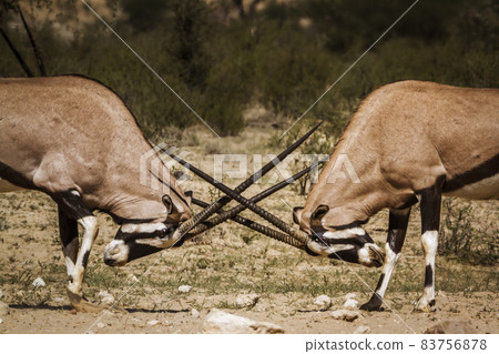 South African Oryx in Kgalagadi transfrontier park, South Africa 83756878
