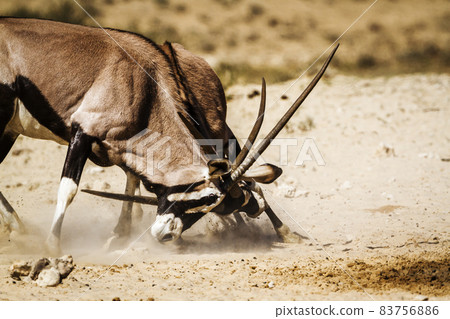 South African Oryx in Kgalagadi transfrontier park, South Africa 83756886
