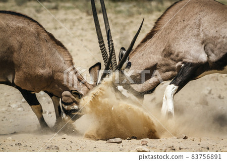 South African Oryx in Kgalagadi transfrontier park, South Africa South African Oryx in Kgalagadi transfrontier park, South Africa 83756891