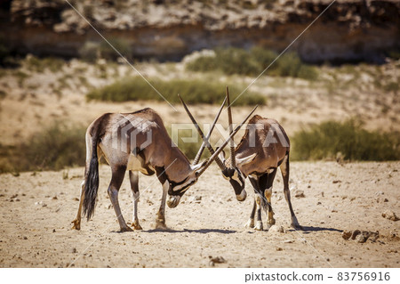 South African Oryx in Kgalagadi transfrontier park, South Africa 83756916