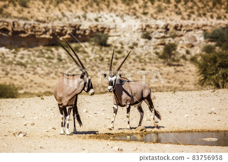 South African Oryx in Kgalagadi transfrontier park, South Africa 83756958