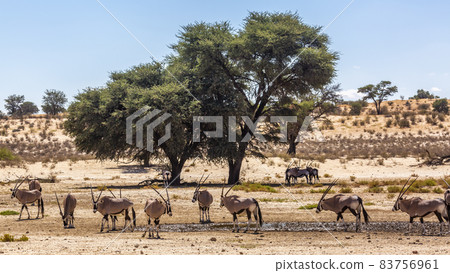South African Oryx in Kgalagadi transfrontier park, South Africa 83756961