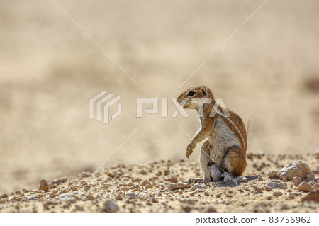 Cape ground squirrel in Kgalagadi transfrontier park, South Africa 83756962
