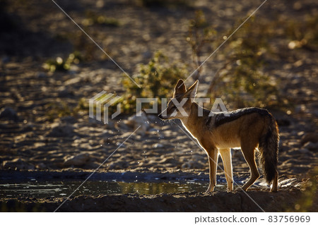 Black backed jackal in Kgalagadi transfrontier park, South Africa 83756969