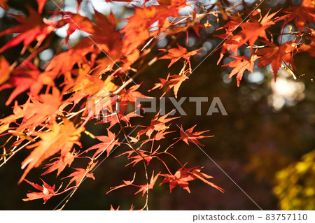 Maple hunting [Autumn leaves in Izuhaya Park] 83757110