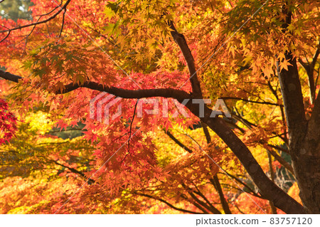 Maple hunting [Autumn leaves in Izuhaya Park] 83757120