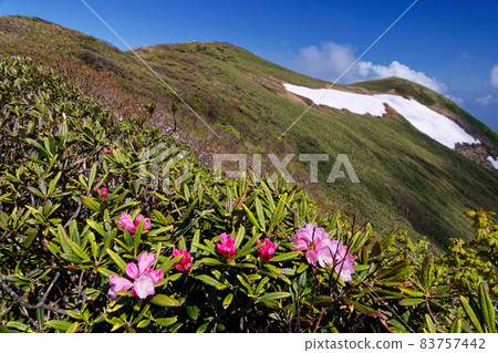 初夏谷川山脈、仙倉山峰和杜鵑花 83757442