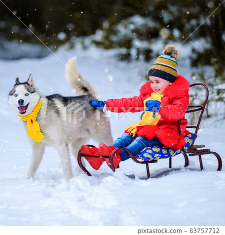 A girl on a sleigh plays with her pet husky, winter games with a dog, winter joys. A girl on a sleigh plays with her pet husky, winter games with a dog, winter joys. 83757712